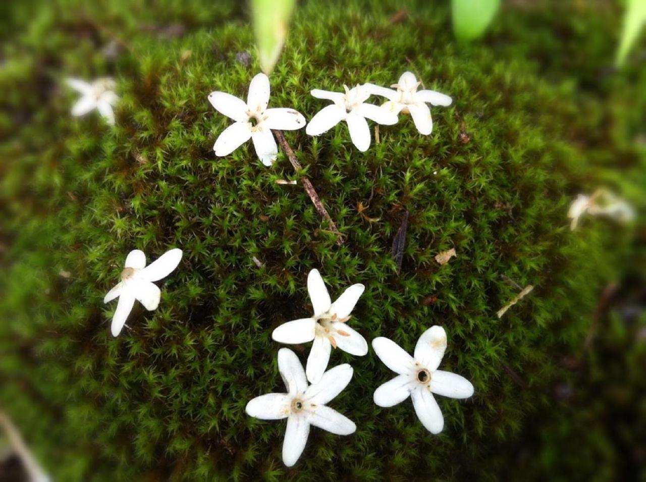 Pension Wildflowers Tateshina  Ngoại thất bức ảnh