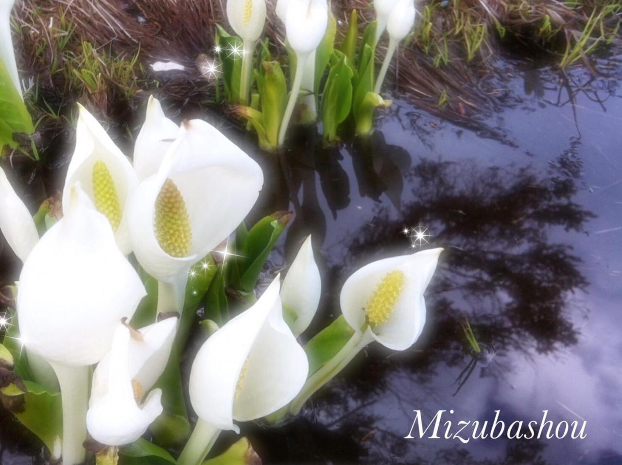 Pension Wildflowers Tateshina  Ngoại thất bức ảnh